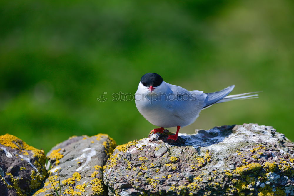 Similar – Image, Stock Photo Arctic Tern