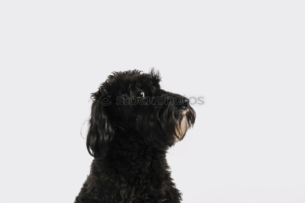 Similar – Image, Stock Photo Adorable cocker spaniel dog