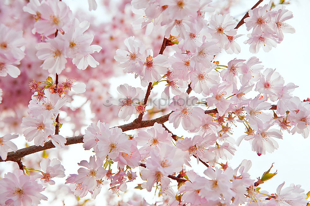 Similar – Foto Bild Es duftet nach Frühling.