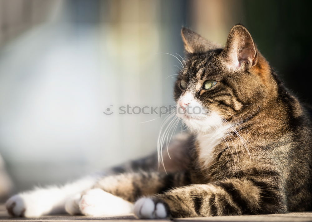 Similar – Charismatic cat with a plastic bag