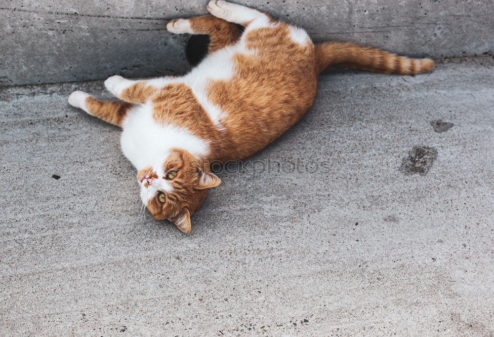 Similar – Mimikry Katze Bürgersteig