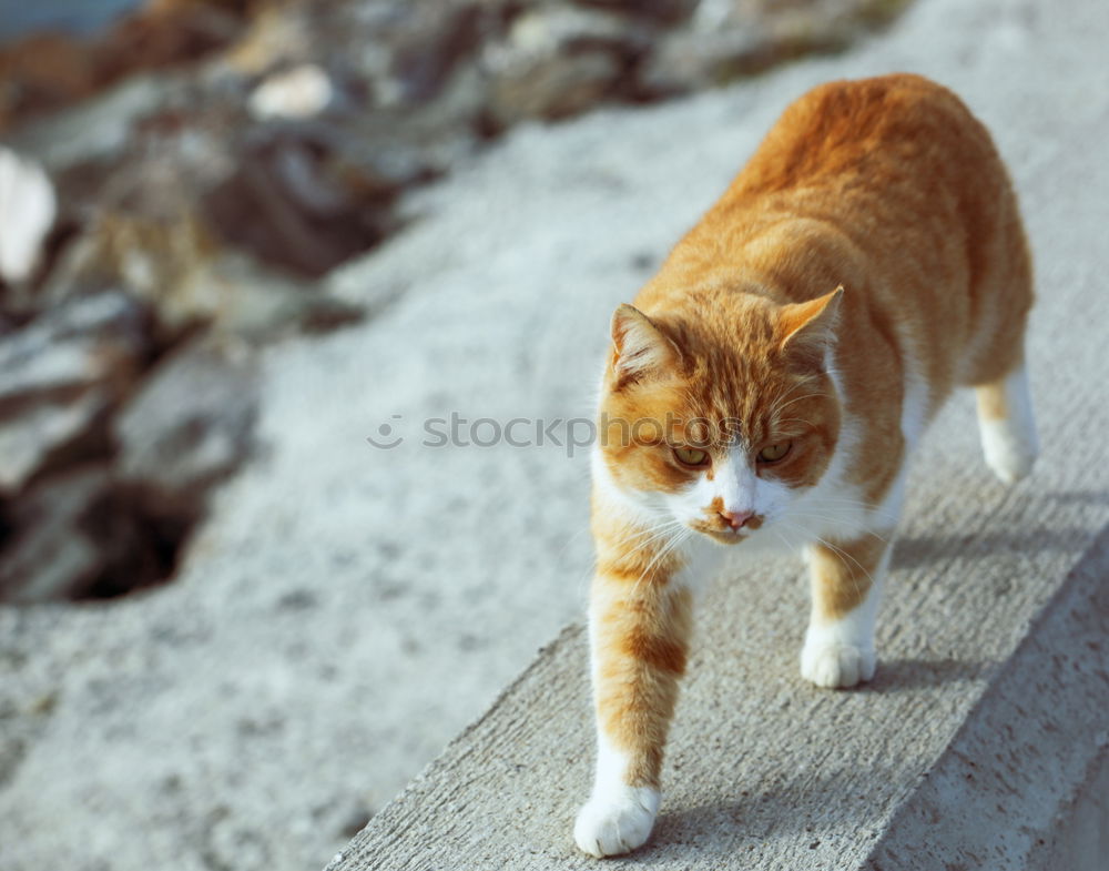 Similar – Image, Stock Photo Catwalk I Domestic cat