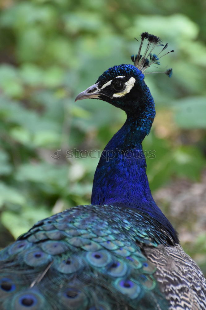 Similar – Image, Stock Photo blue Beautiful Animal
