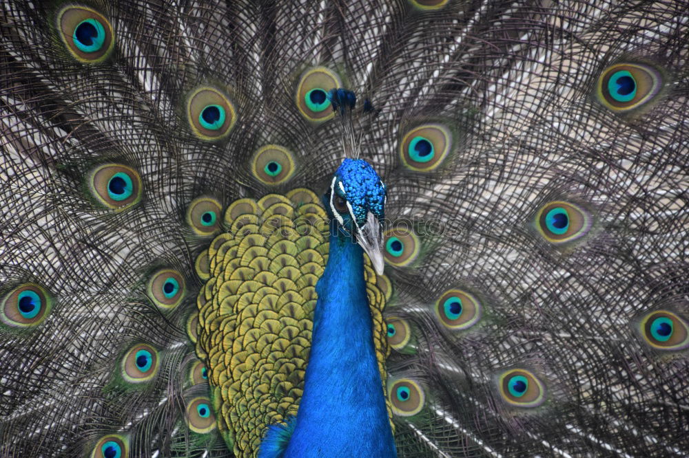 Similar – Peacock beats wheel Nature