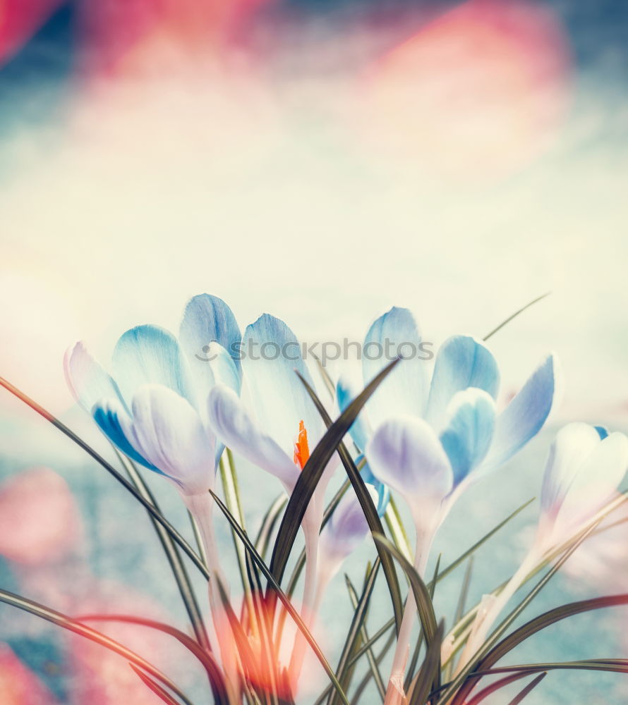 Similar – Image, Stock Photo Tulips flowers picturesque