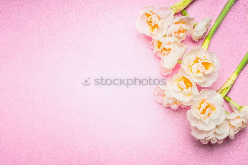 Similar – Beautiful bouquet of flowers. Daffodils with blank label card