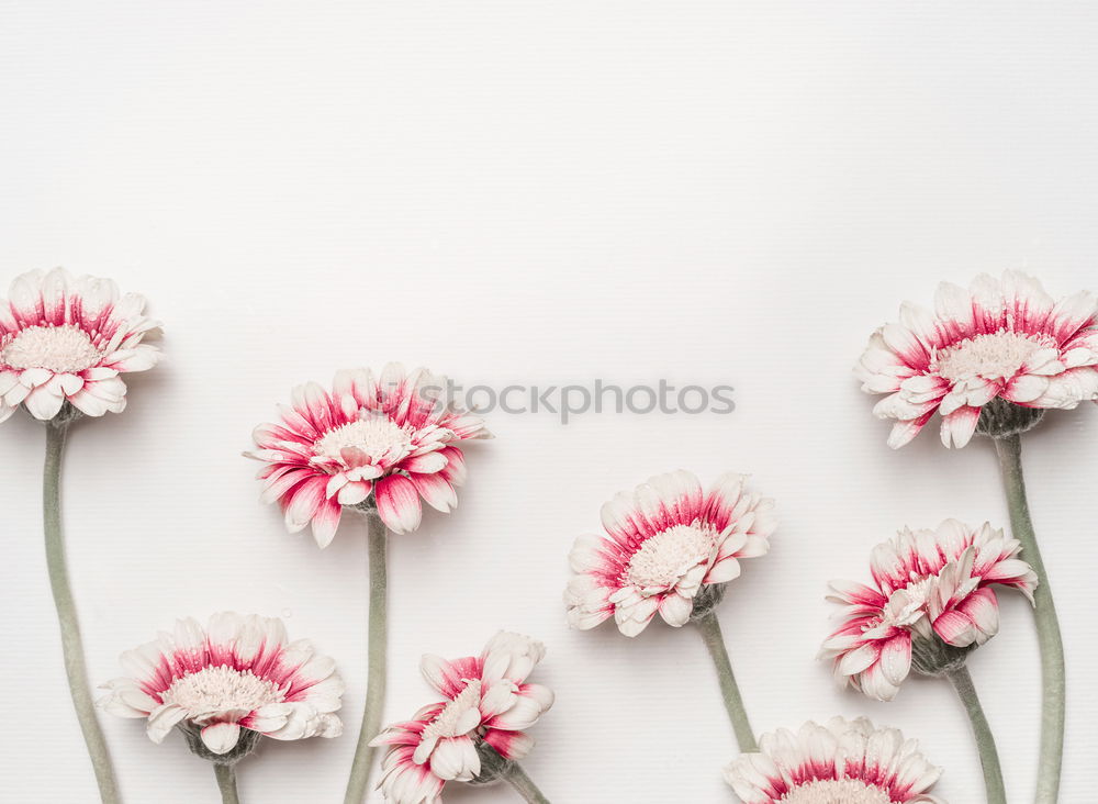 Similar – Beautiful flowers on turquoise background .