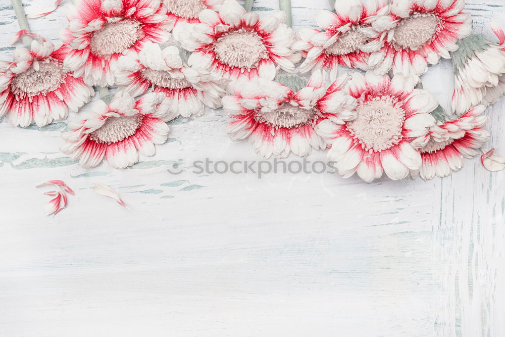 Similar – Image, Stock Photo Kischblüten branches on pastel blue
