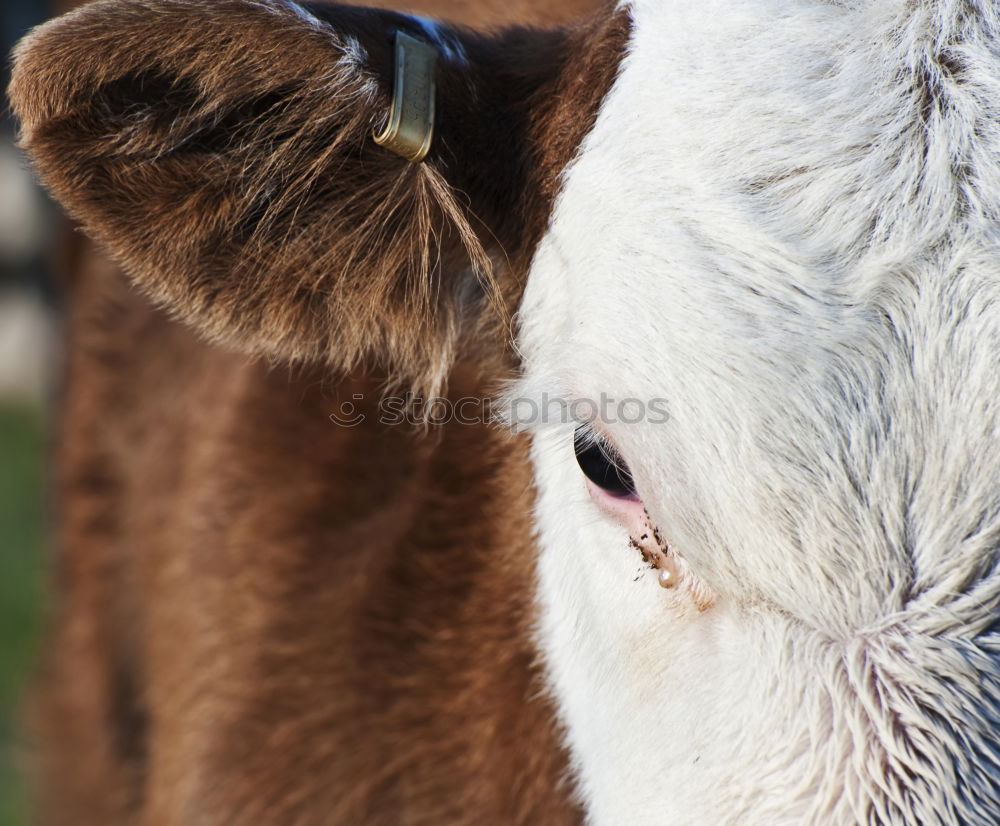 Calf with cow Farm animal