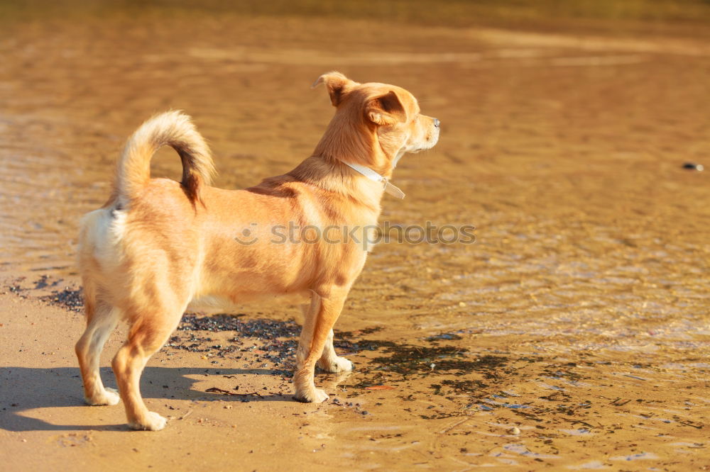 Similar – Funny dog on beach Dog