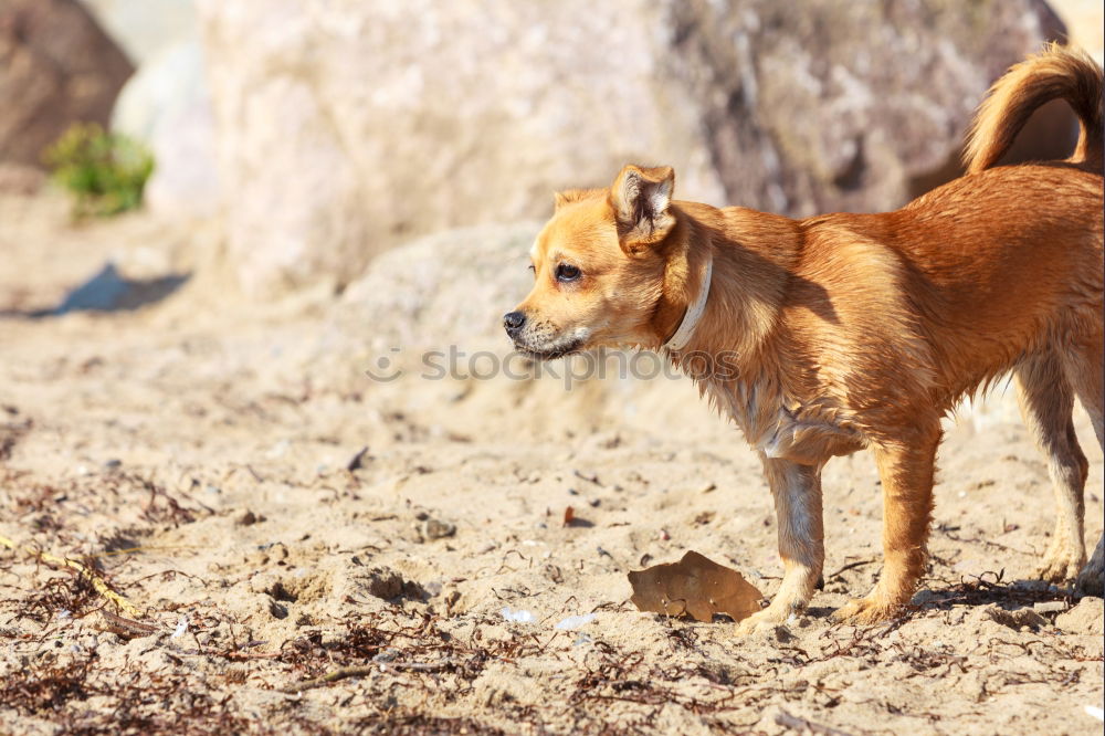 Similar – Image, Stock Photo Dogs Nature Plant Animal