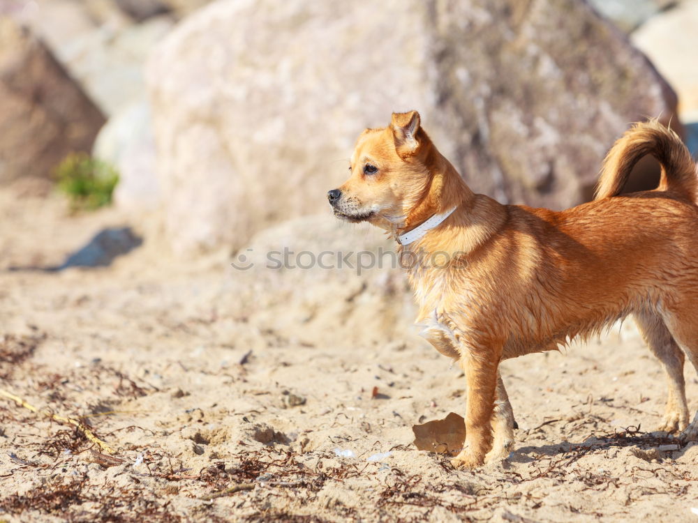 Similar – Image, Stock Photo Dogs Nature Plant Animal