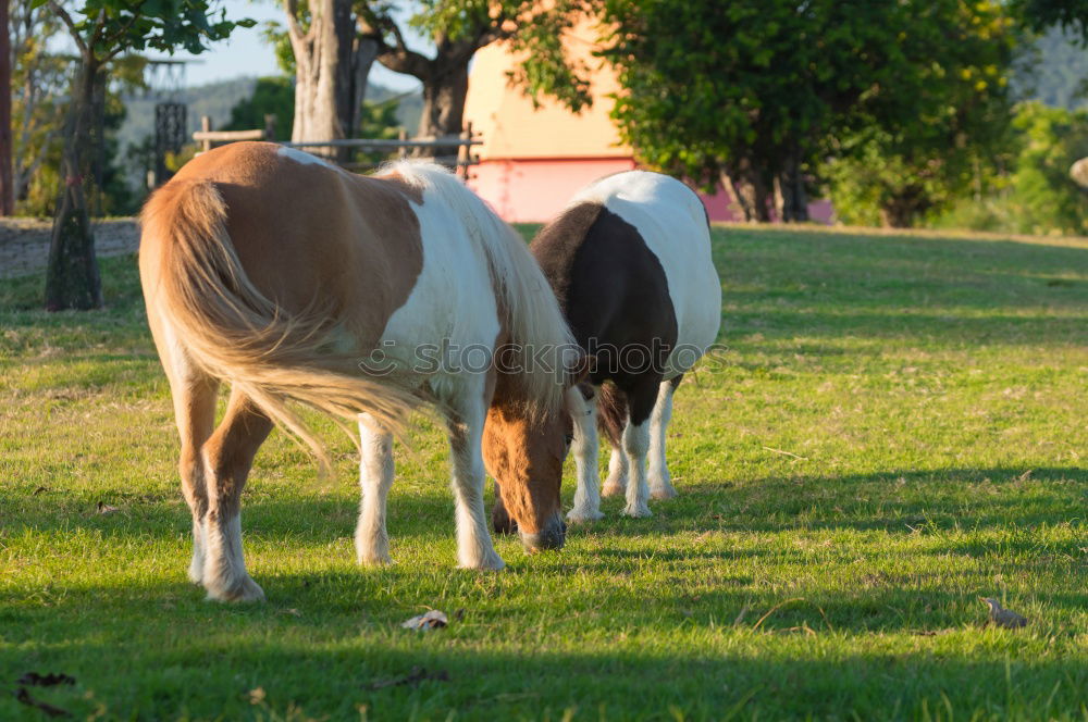 Similar – Two ponies playing Summer