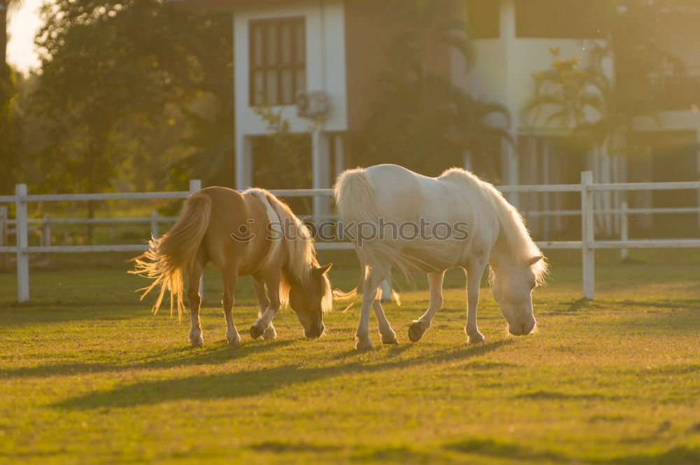 Similar – Two ponies playing Summer