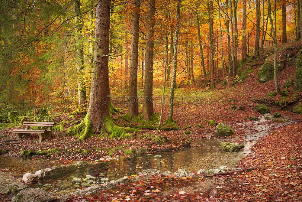 Similar – Image, Stock Photo Rocky road in old forest