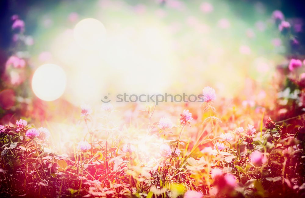 Similar – Image, Stock Photo Into The Sun. Daisy Meadow