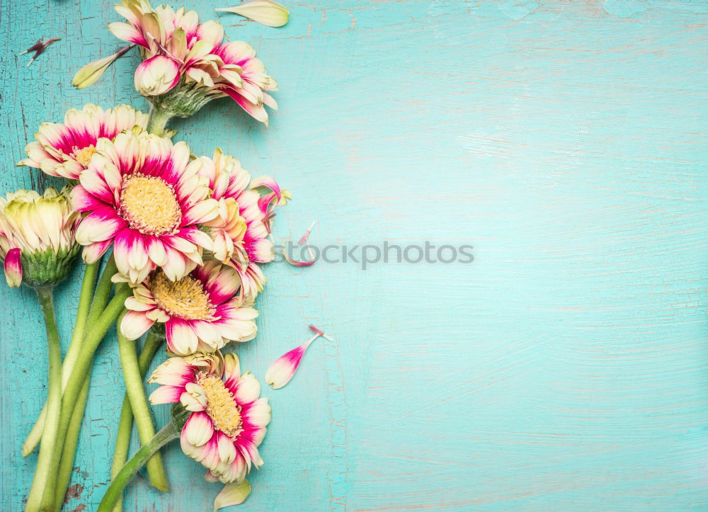 Image, Stock Photo Hyacinth on light wood background