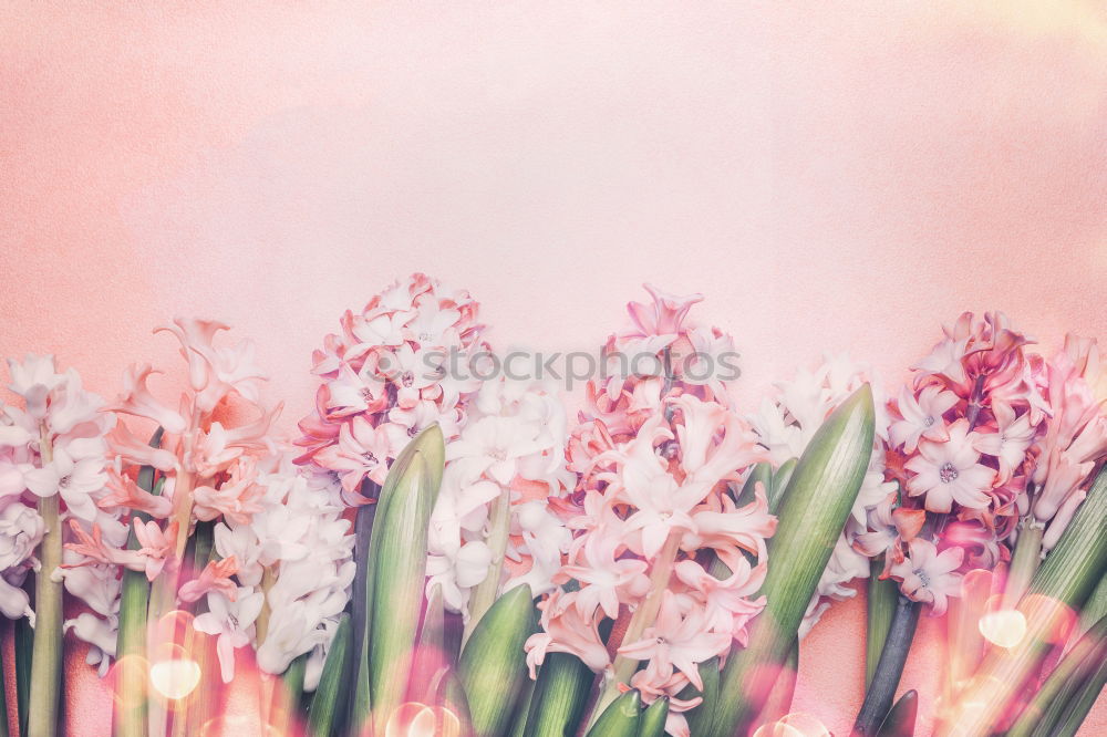 Similar – Beautiful spring flowers with hearts and shield