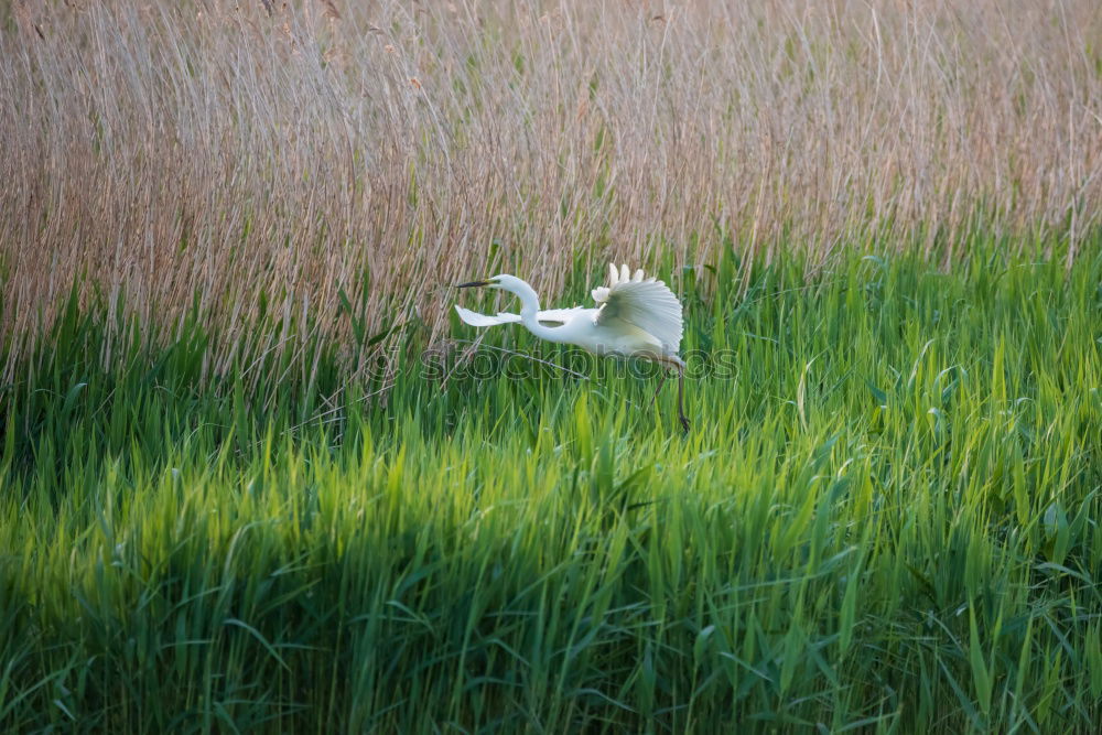 Similar – Foto Bild Siesta auf der Wiese Natur
