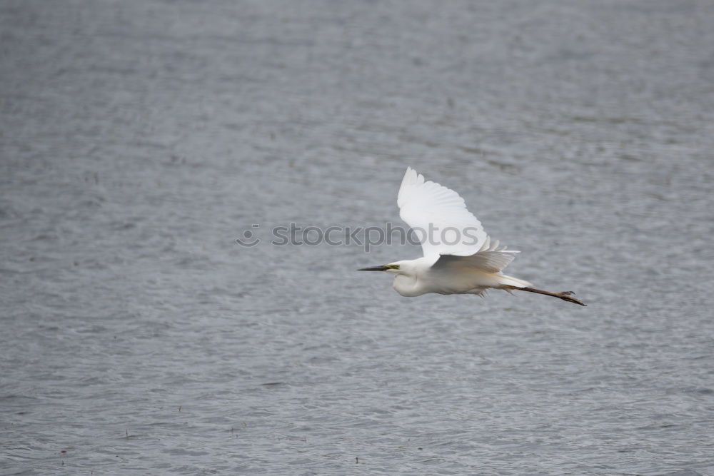 Similar – Swanlake. Schwan See Teich