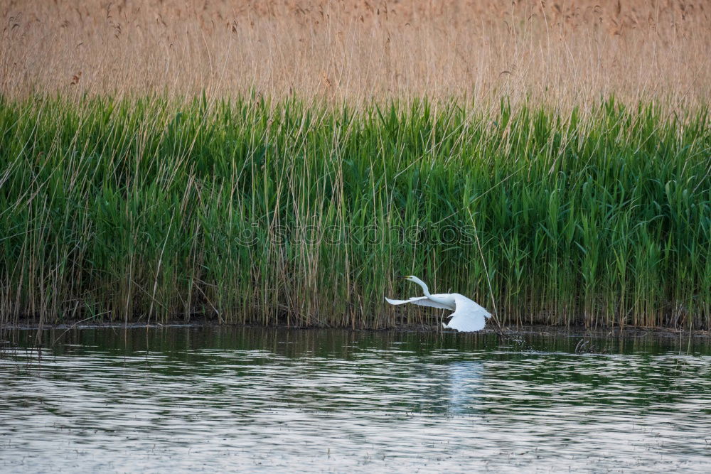 Similar – Frühstück Umwelt Natur