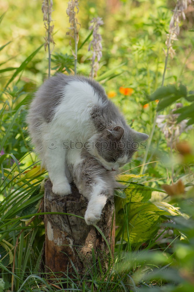 Similar – Image, Stock Photo little cat Street Hair Cat