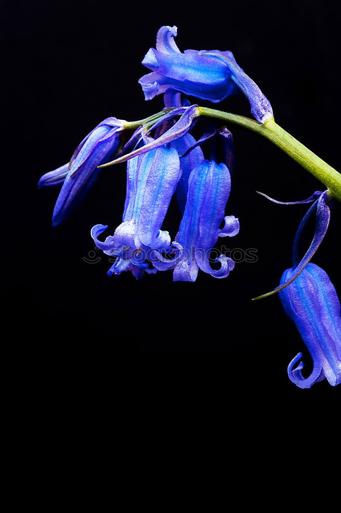 Similar – Image, Stock Photo Two-leafed bluebird, Scilla bifolia,