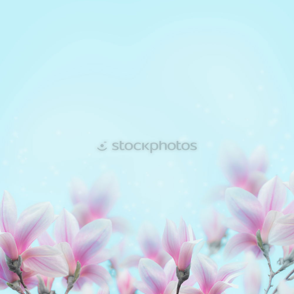 Similar – Image, Stock Photo Small white veil herb flowers on light blue