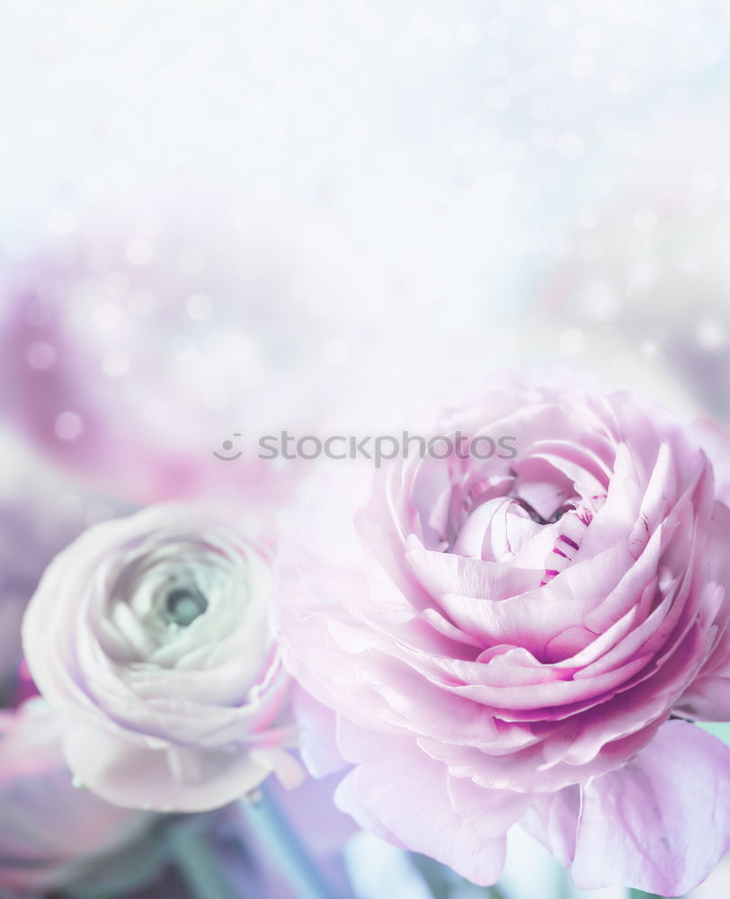 Similar – Flower background in pastel shade