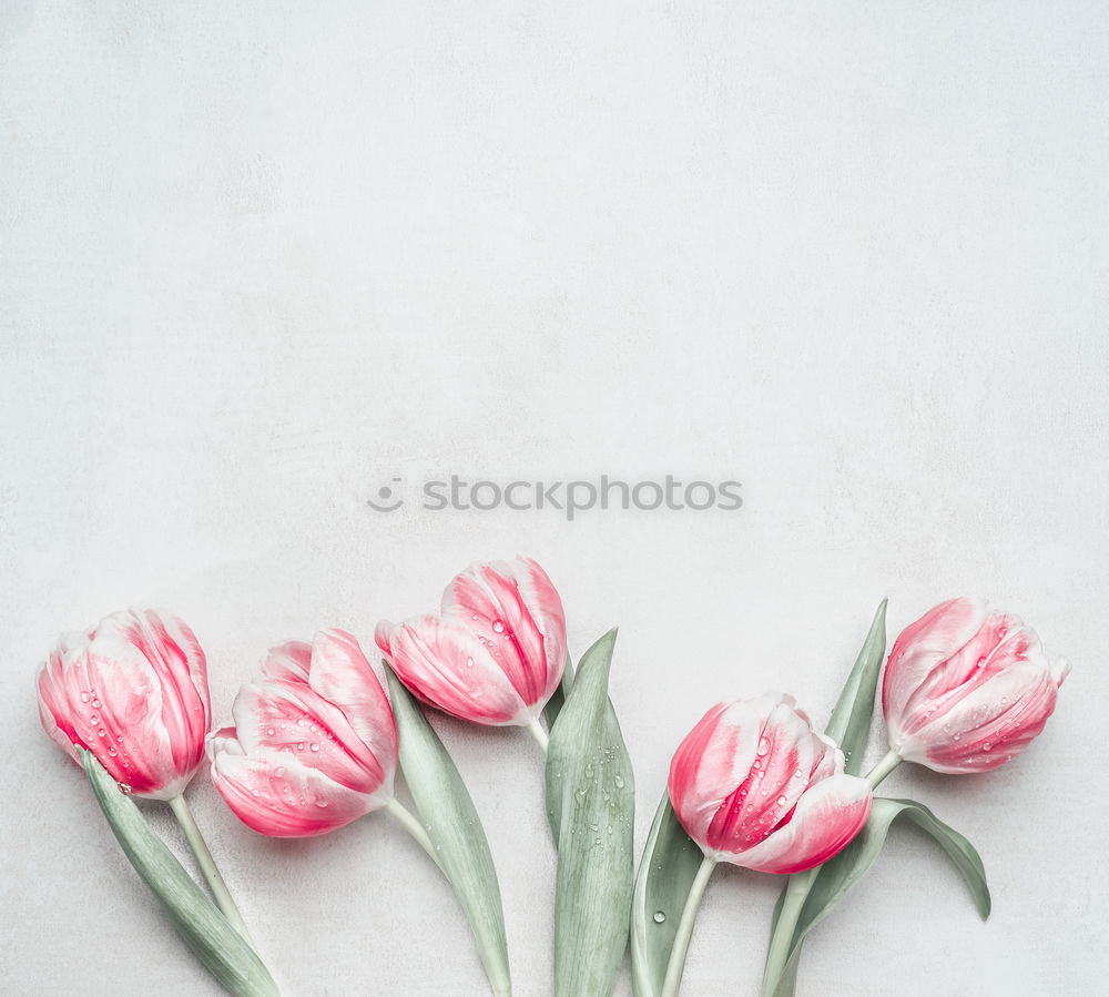 Similar – Tulip bundle with greeting card , pastel colour