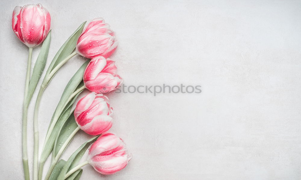 Similar – Image, Stock Photo Tulips Flowers with Water Drops