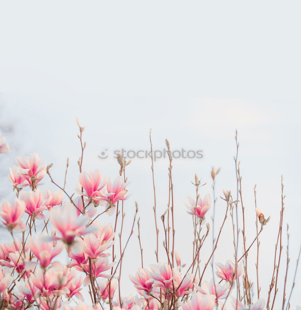 Similar – Spring. Fruit trees twigs with buds and flowers