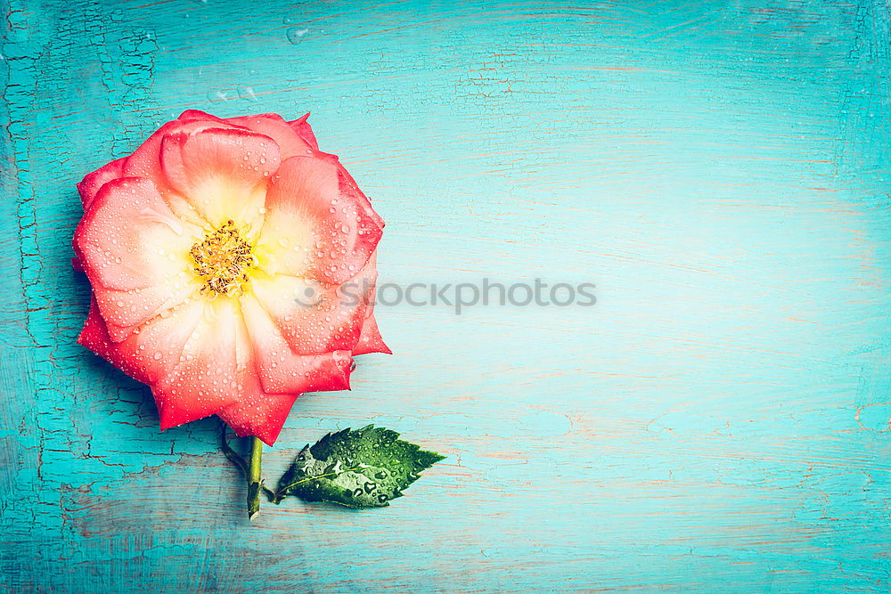 Similar – Image, Stock Photo Rose with petals on blue turquoise Shabby Chic background