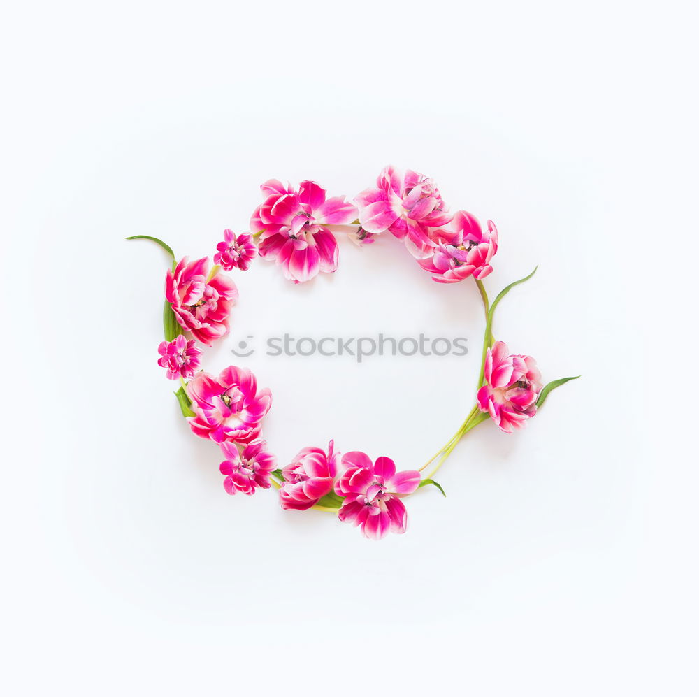 Similar – Tiny red flowers on white background