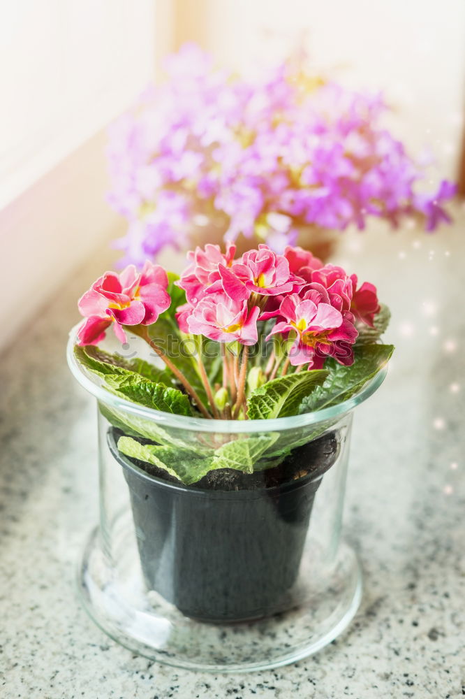 Similar – Pot flower without pot for planting