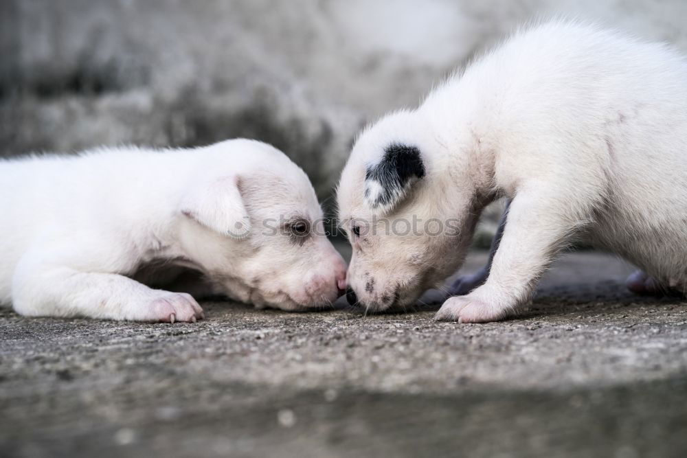 Similar – Image, Stock Photo True love Animal Soft