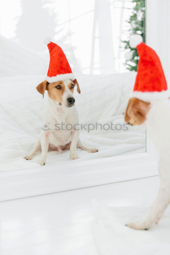 Similar – cute jack russell dog at home by the christmas tree