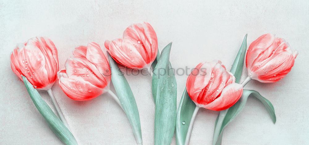 Similar – Red tulips background, top view. Festive spring flowers. Floral composing. Springtime holiday and greeting concept. Copy space for your design