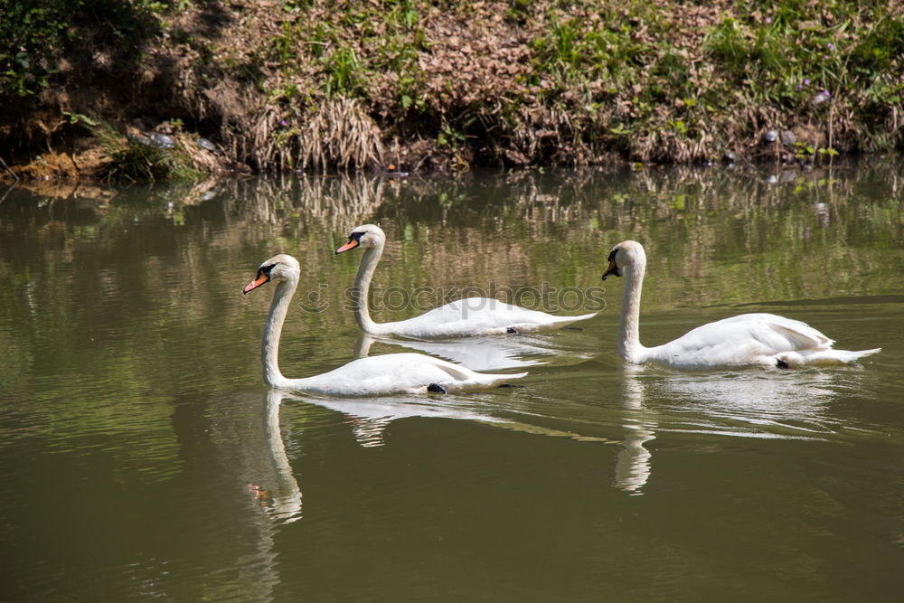 Similar – Image, Stock Photo Three funny white geese