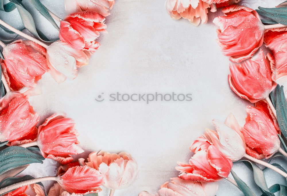 Similar – Image, Stock Photo Tulip Frame Background
