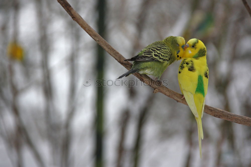 Similar – Image, Stock Photo *flatter* Bird Tit mouse