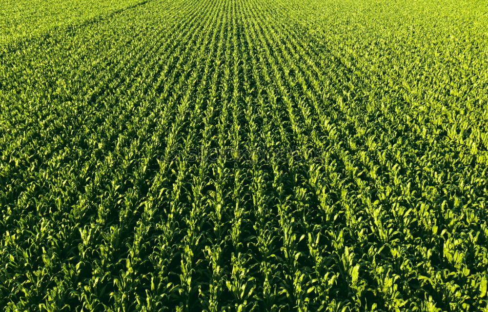 Image, Stock Photo maize field Vegetable