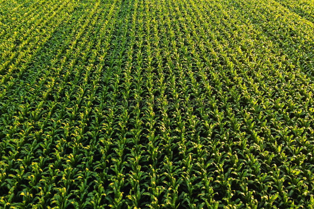 Similar – Image, Stock Photo maize field Vegetable