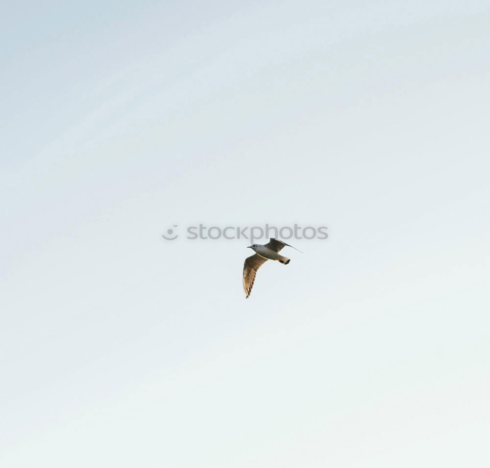 Similar – Image, Stock Photo Seagull 1 Sailing Aviation