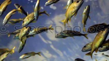 Similar – Image, Stock Photo Red feather on hook Fish