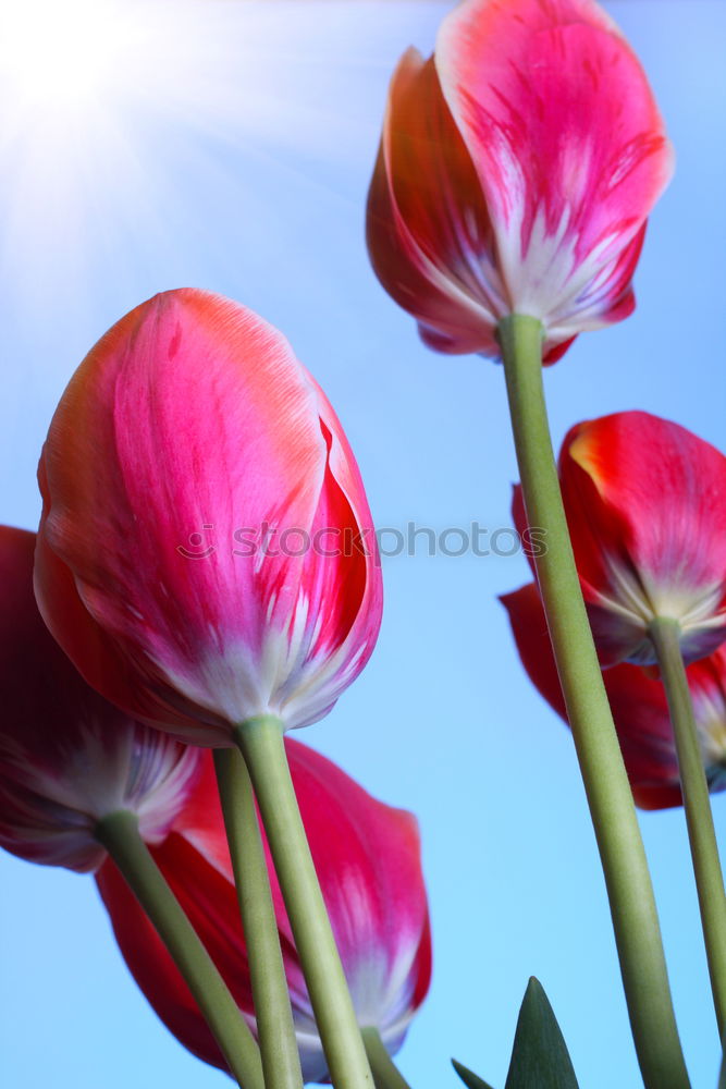 Similar – Image, Stock Photo tulip Environment Plant