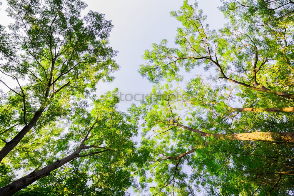 Similar – Jahreszeitenwechsel Natur