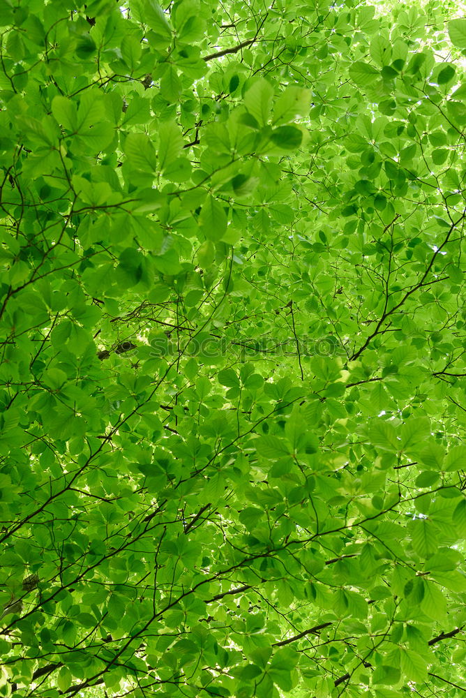 Similar – Undurchschaubar Blatt grün