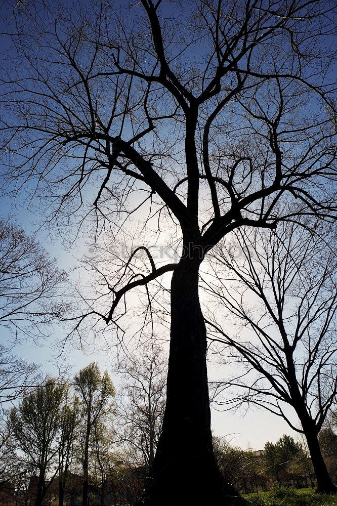 Similar – Verzweigung Baum schwarz