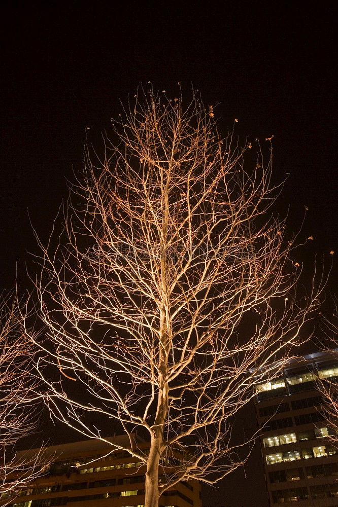 Similar – Image, Stock Photo Hafencity tree Environment